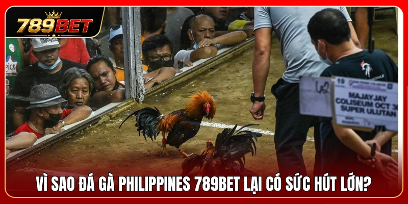 Lý do đá gà Philippines 789BET tạo nên sức hút mạnh mẽ 