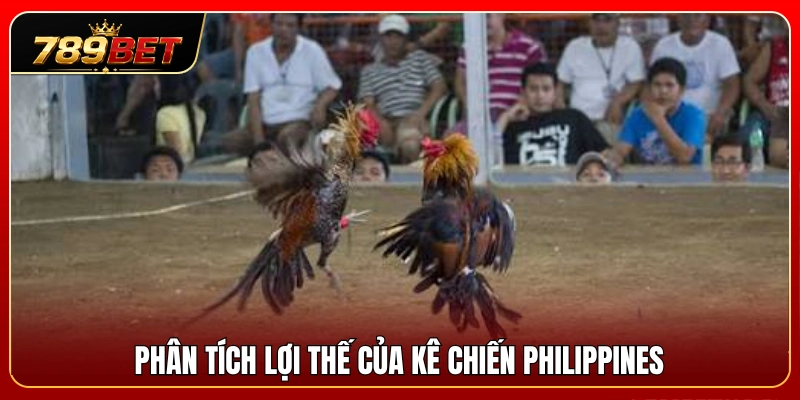 Đánh giá thế mạnh vượt trội của dòng gà đá Philippines 