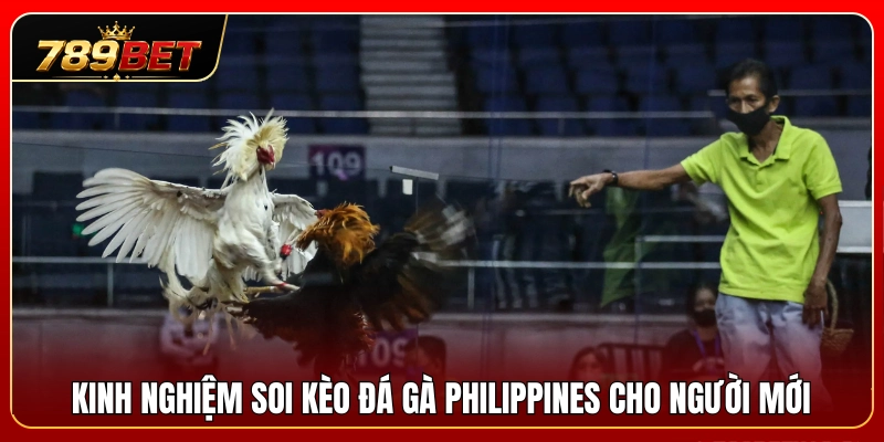 Bí quyết nhận định cược đá gà Philippines dành cho tân thủ 