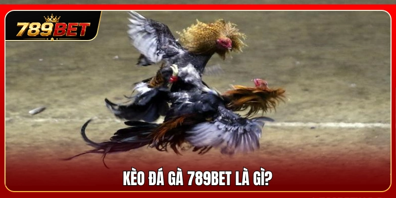 Tìm hiểu bản chất cốt lõi của kèo đá gà 789BET 
