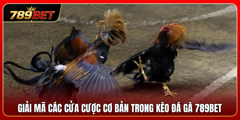 Giải thích ý nghĩa các ô đặt cược cơ bản trong đá gà 789BET 