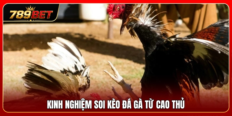 Mẹo nhận định kèo đá gà chuẩn xác từ giới cao thủ 